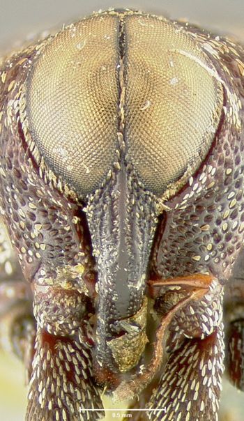 Media type: image;   Entomology 25208 Aspect: head frontal view
